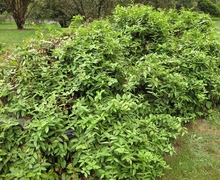 Datei:Gardenology.org-IMG 1365 bbg09.jpg