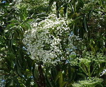 Datei:Sambucus nigra L.JPG