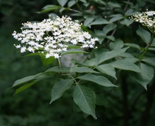 Datei:Sambucus nigra 4.jpg