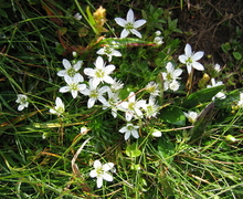 File:File:Arenaria ciliata.jpg