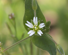 Datei:Cerastium fontanum subsp. vulgare, gewone hoornbloem.jpg