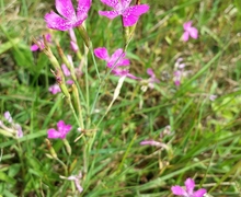 Datei:Dianthus deltoides sl1.jpg
