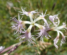 Dianthus superbus