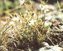 Datei:Galmei-Frühlingsmiere (minuartia verna ssp. hercynica).jpg