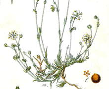 File:File:Minuartia verna Sturm3.jpg