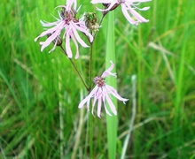 Datei:Lychnis flos-cucili 009.JPG