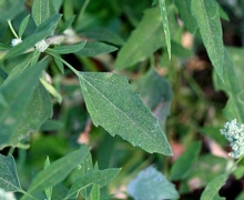 Datei:Chenopodium album ENBLA02.jpg