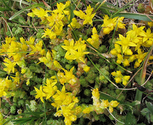 File:File:Scharfer Mauerpfeffer Sedum acre 1.jpg