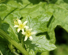 Datei:Bryonia dioica (fem).jpg