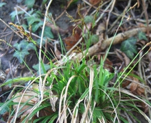 Datei:Carex digitata.jpeg