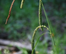 Datei:Carex pendula 2.jpg