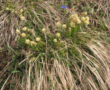 Datei:Carex sempervirens (Horst-Segge) IMG 3632.JPG