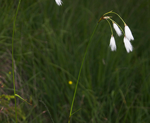 Datei:Eriophorum latifolium-01-Kaernten-2008-Thomas Huntke.jpg