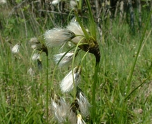 File:Eriophorum latifolium1.jpg