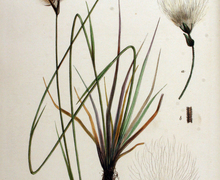 Datei:Eriophorum latifolium — Flora Batava — Volume v16.jpg