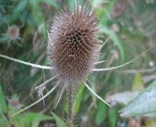 Datei:Dipsacus fullonum.jpeg