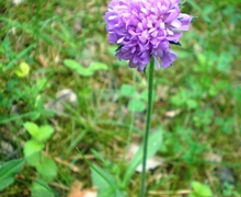 Datei:FloraDesconocida004.JPG