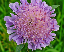 Datei:Knautia arvensis 004.JPG