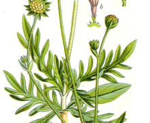 Datei:Knautia arvensis Sturm2.jpg