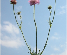 Scabiosa columbaria L. s.str.