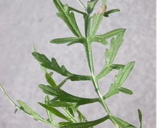 Scabiosa columbaria L. s.str.