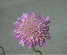 Scabiosa columbaria L. s.str.