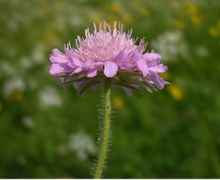 Scabiosa columbaria L. s.str.