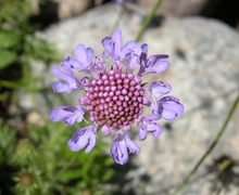 Scabiosa columbaria L. s.str.