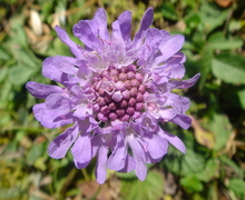 Datei:Scabiosa lucida 1.jpg