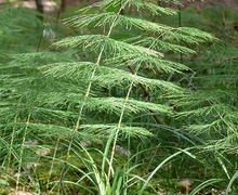 Datei:Equisetum sylvaticum 180607.jpg