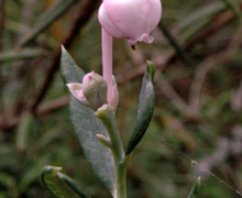 Datei:Andromeda polifolia sommerbluete bearbeitet.jpg
