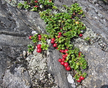 Datei:Arctostaphylos alpina Eagle Crag.jpg