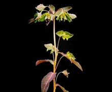 Datei:Euphorbia dulcis2 ies.jpg