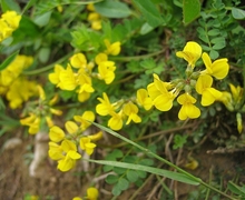 File:File:Hippocrepis comosa.jpg