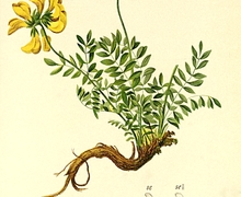 Datei:Hippocrepis comosa Atlas Alpenflora.jpg