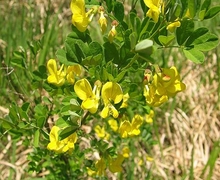 Datei:Hippocrepis emerus.jpg