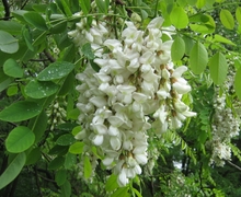 Datei:Robinia-pseudoacacia-12-V-2007-6025.jpg