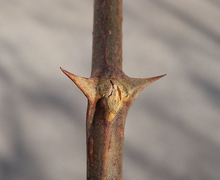 Datei:Robinia pseudoacacia spines bud MüBe.jpg