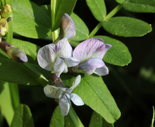 Datei:Vicia sepium Vikev plotní 1.jpg