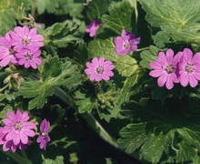 Datei:Geranium pyrenaicum.jpg