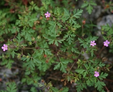 Datei:Geranium purpureum 3.jpg