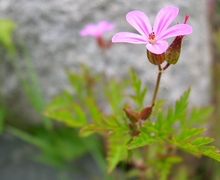File:File:Geranium robertianum.JPG