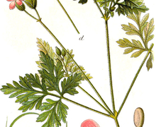 Datei:Geranium robertianum Sturm7.jpg