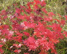 Datei:Geranium sanguineum (fall foliage) 3.jpg