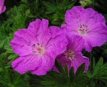 File:Geranium sanguineum.jpg