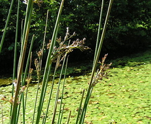 File:File:Juncus inflexus01.jpg