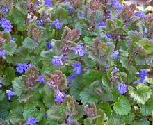 Glechoma hederacea (Gundelrebe)