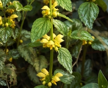 Datei:Lamium galeobdolon A.jpg