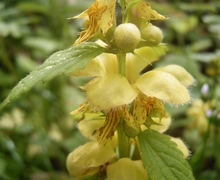 File:File:Lamium galeobdolon bloemen.jpg