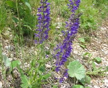 File:File:Wiesensalbei (Salvia pratensis) 03.jpg